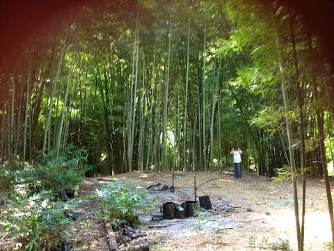 Photo: Bamboo Grove